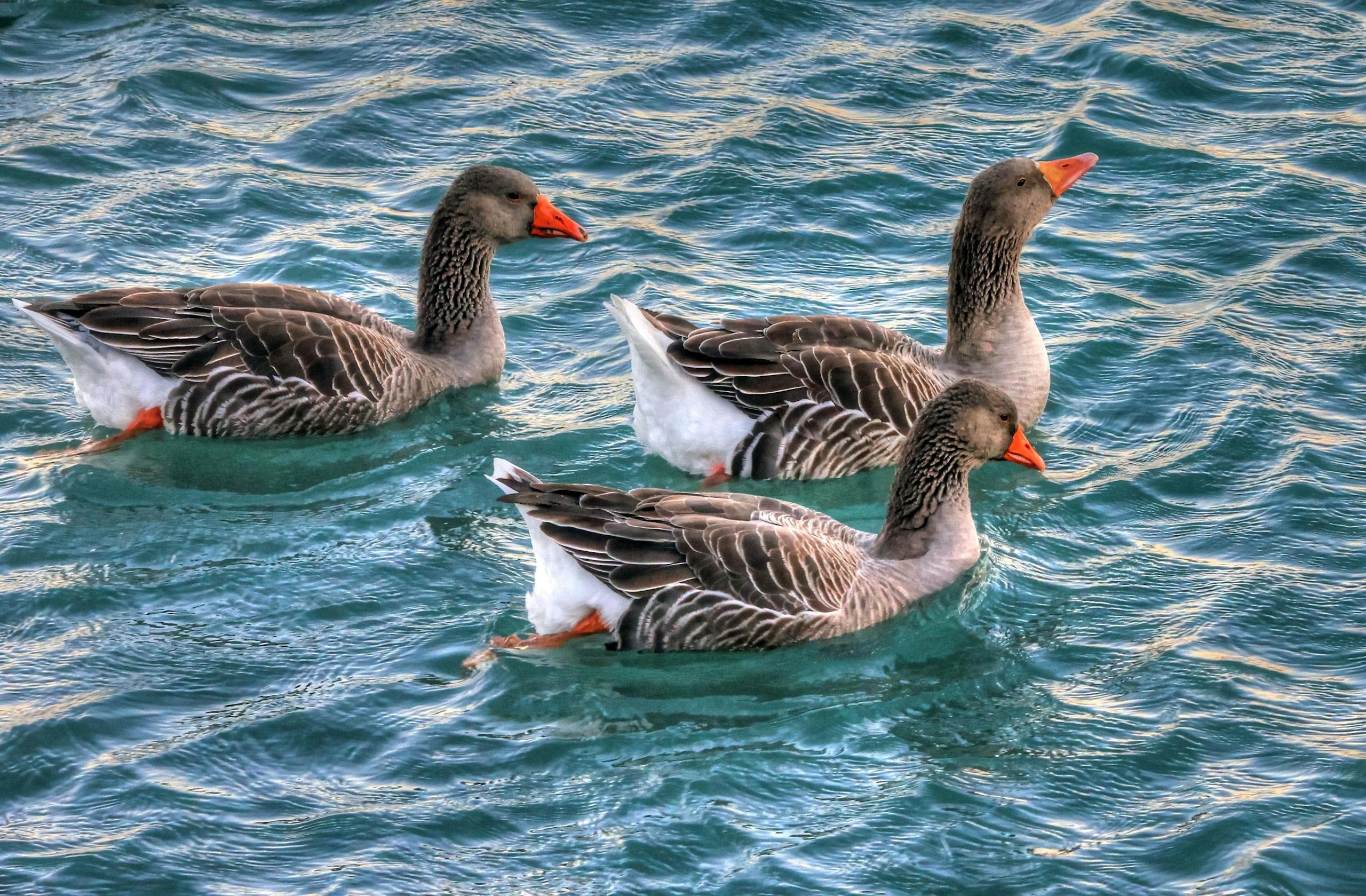Three greylag geese gracefully swimming on a vibrant water surface, peaceful scene.