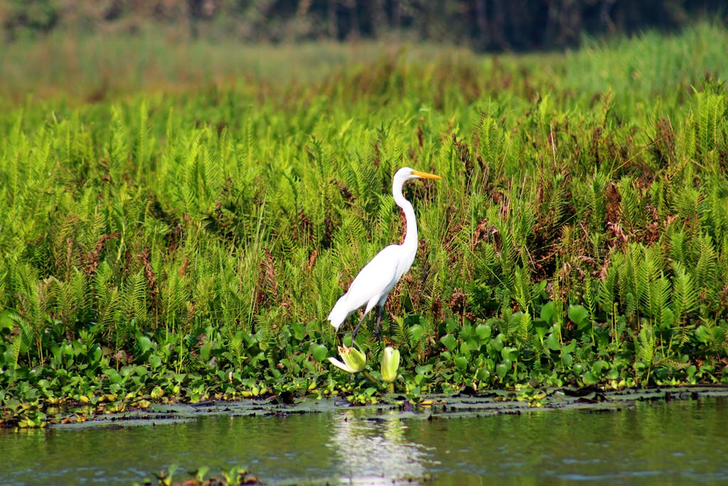 A serene egret standing amidst lush greenery in Villa Rica, Peru's vibrant wetlands.