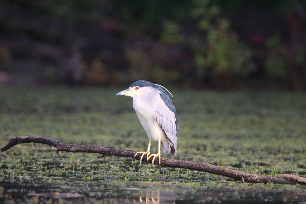 héron cendré sur une branche