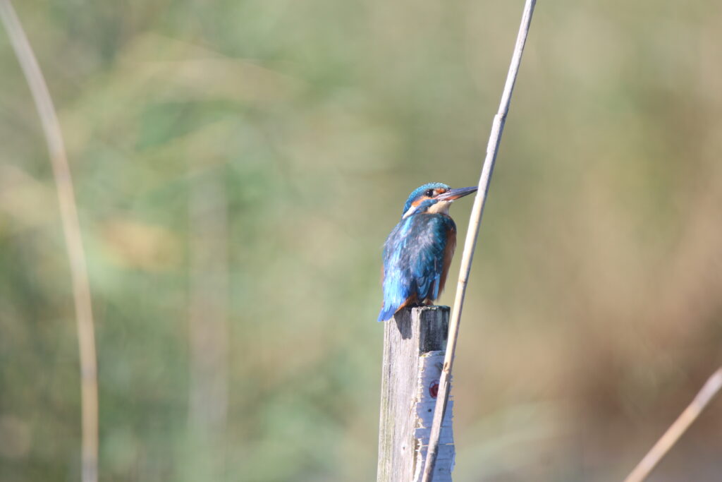 photo de martin pécheur