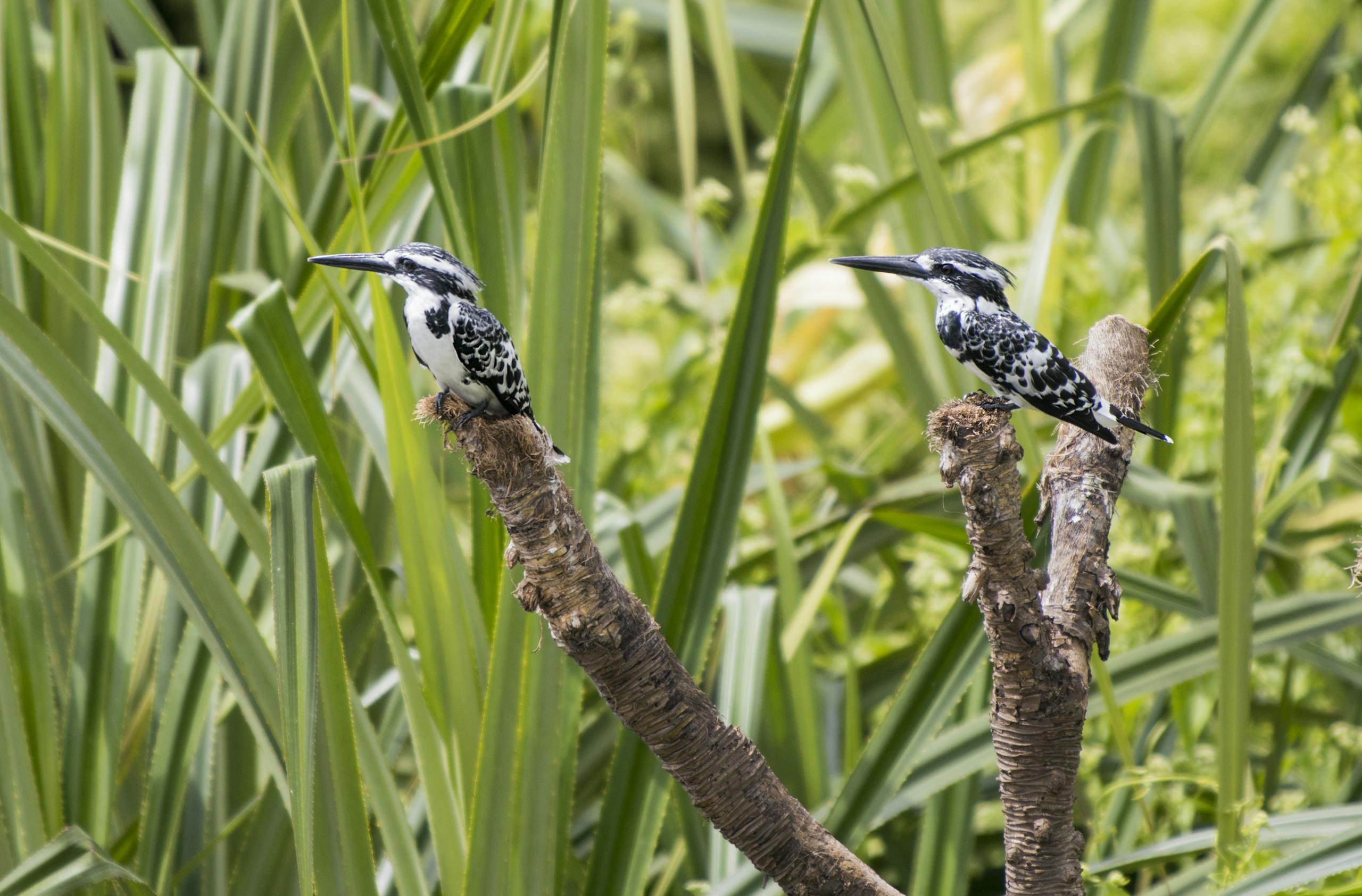 Two Pied Kingfishers perched on branches surrounded by lush greenery in Mandya, India.